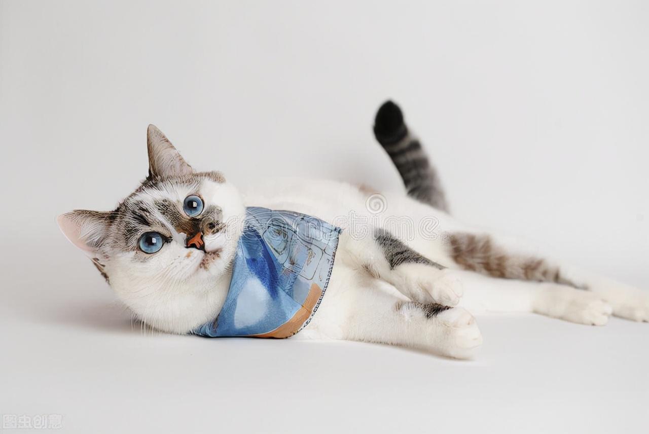 猫咪视频官方最新版，应用优劣与争议探讨