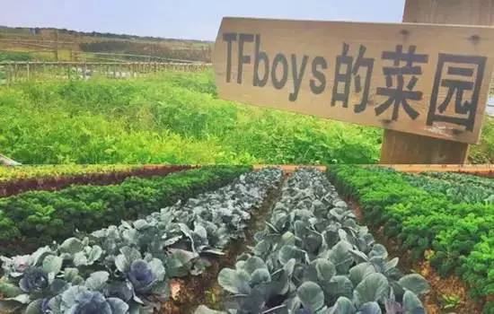 农业资讯速递，小巷深处的绿色宝藏——农业探索之旅