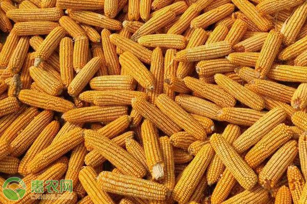 潍坊玉米价格最新行情,潍坊玉米价格最新行情