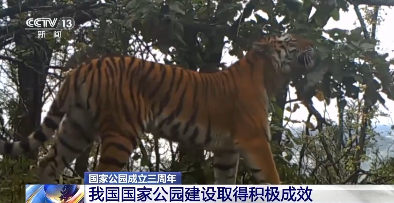 野生华南虎最新动态，变化中的学习成就自信与成就感之源