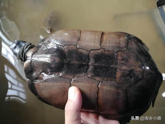石金钱龟最新价格