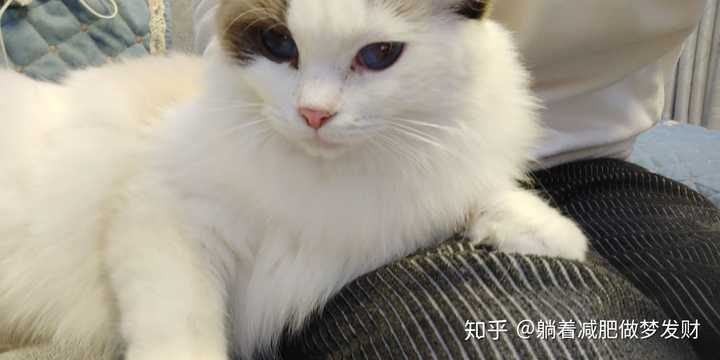 猫咪官方最新版网址，深度探讨与观点阐述